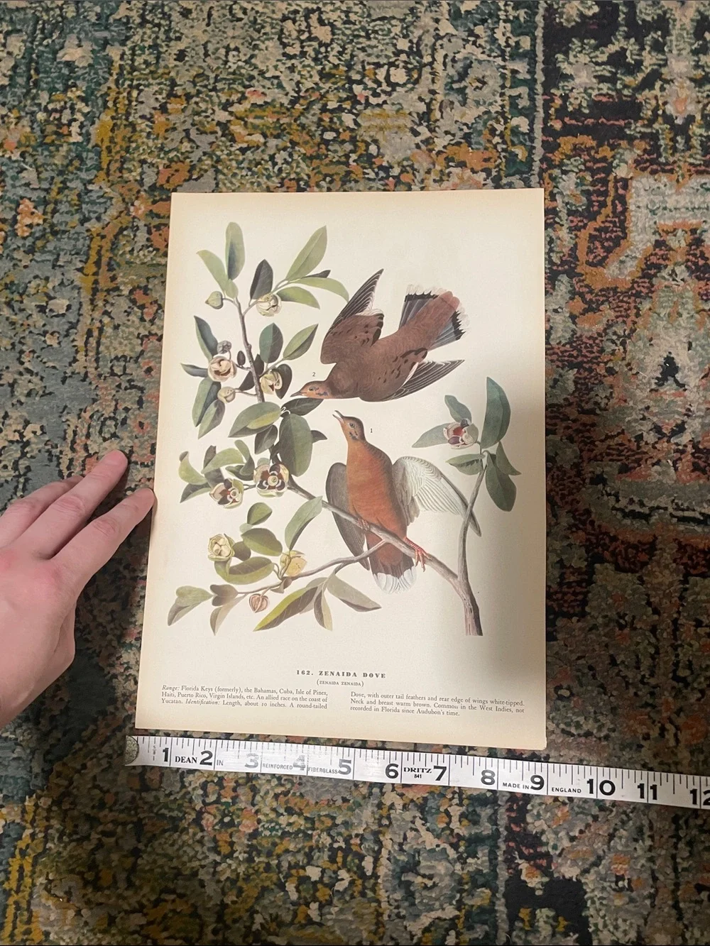 Vintage Dove Wall Art Print in Cream and Brown